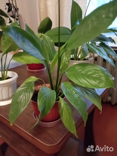 Спатифиллум