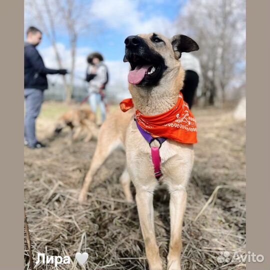 Лира из приюта