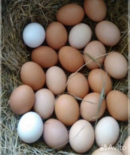 Мясо домашнего кролика, утки, яйца домашние