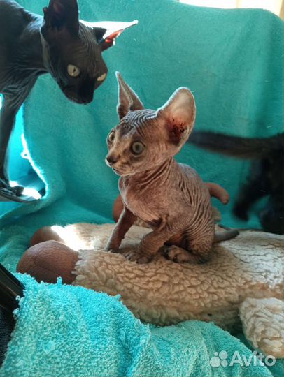 Канадский сфинкс