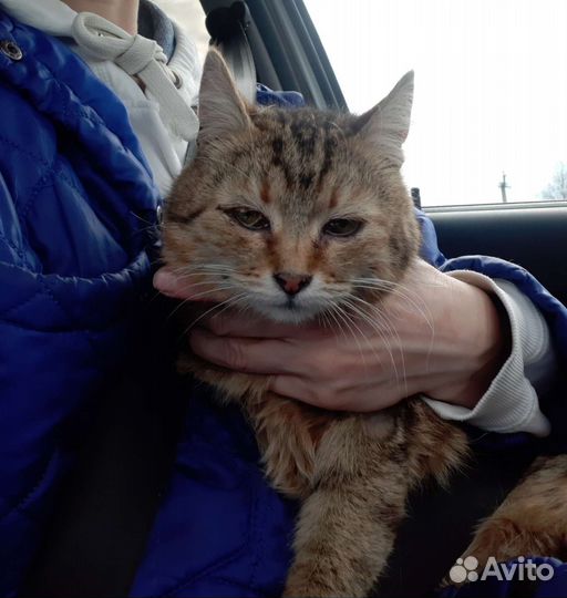 Кошка в дар