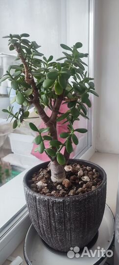 Денежное дерево большое