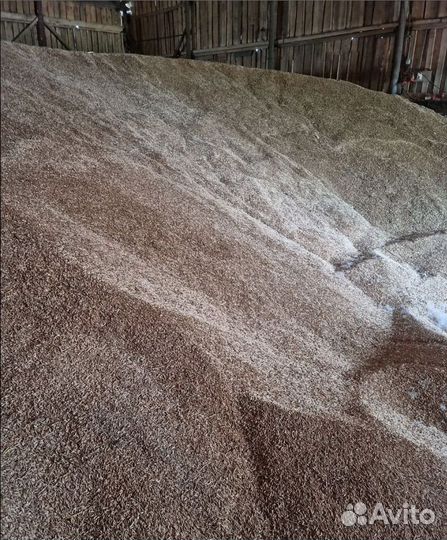 Фуражный ячмень, Гречиха на корм/посев