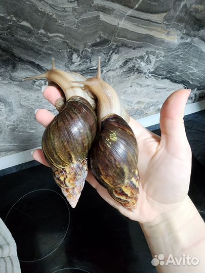 Улитки ахатины