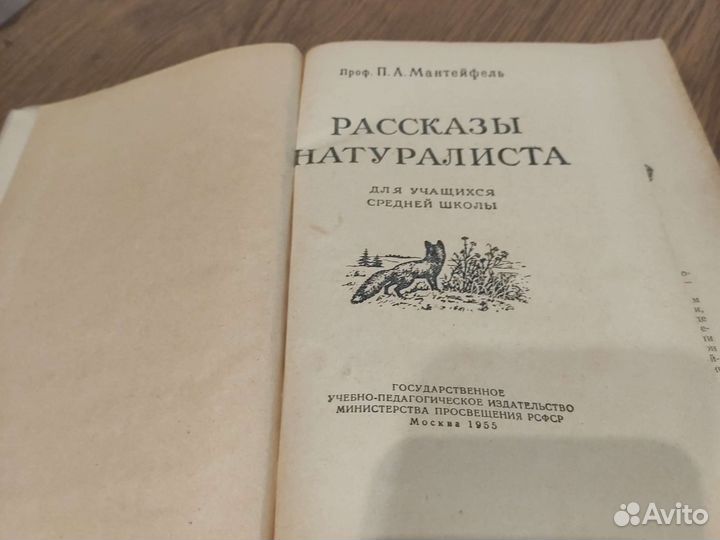 Рассказы Натуралиста, Мантейфель,Редкость