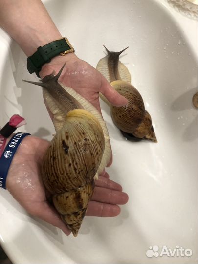 Улитки ахатины