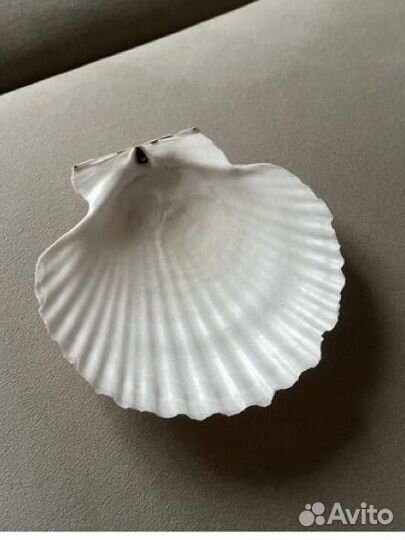 Раковина морская морской гребешок