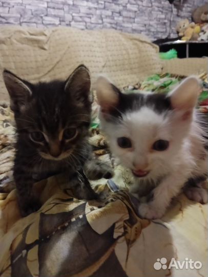 Котят в хорошие руки или передержку