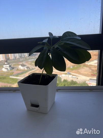 Комнатные растения