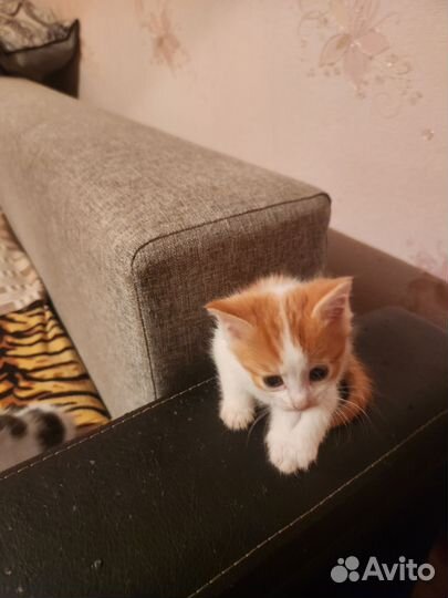 Домашние животные кошки