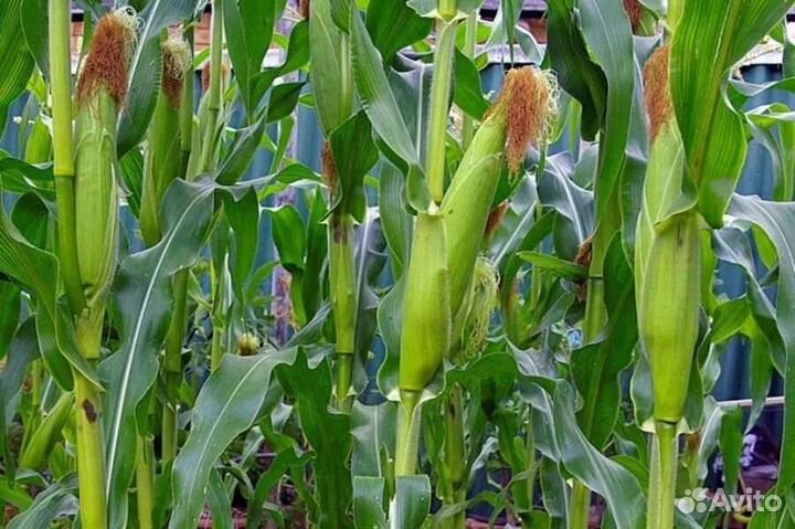 Кукуруза домашняя в початках