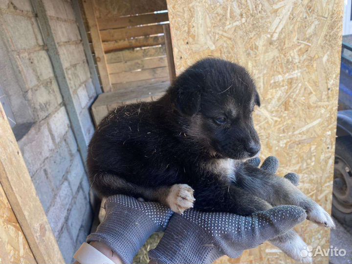 Щенок в добрые руки бесплатно
