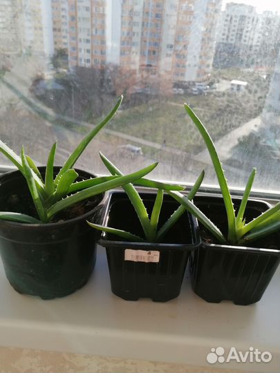 Алоэ вера растение