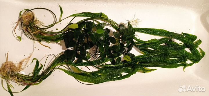 Продам аквариумные растения