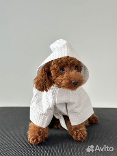 Той-пудель ред браун девочка тедди мини 8 мес