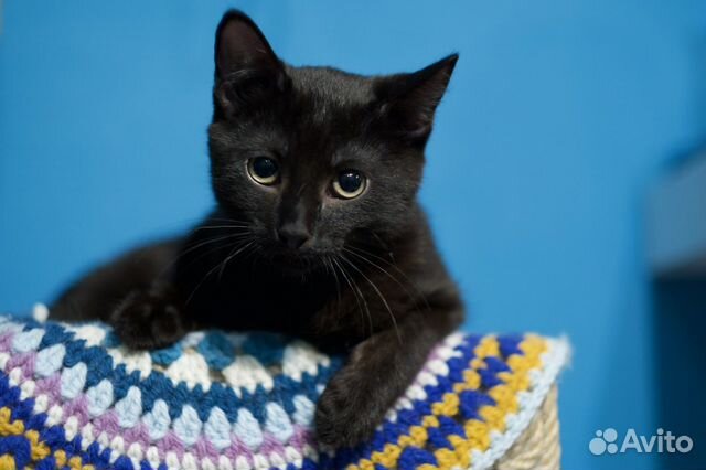 Малыш Шанель (котёнок, кот, 5 месяцев)