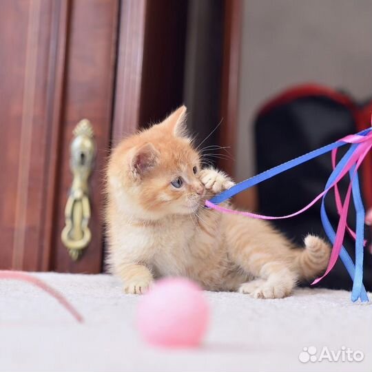 Рыжий очаровательный котенок Мила в добрые руки