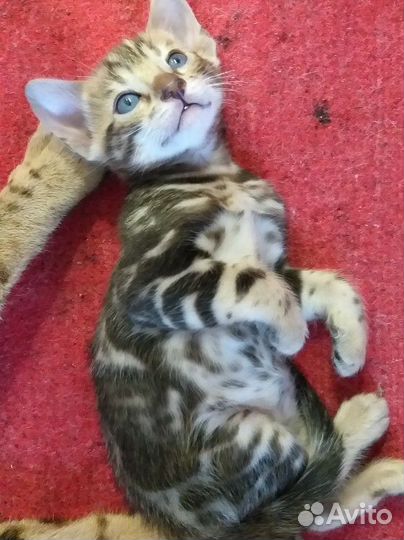 Бенгальские котята