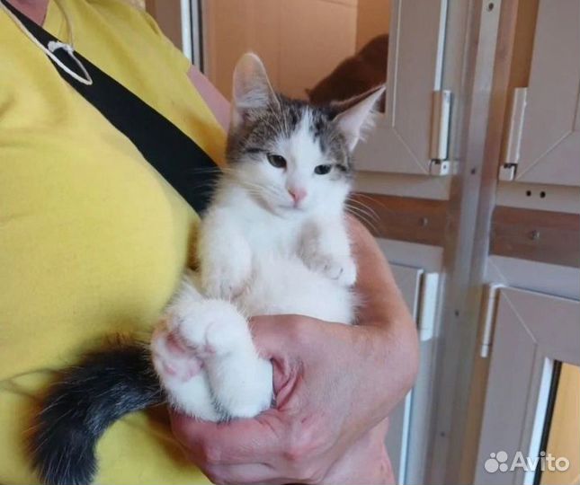 Маленькому котеночку Рубику нужна любящая семья