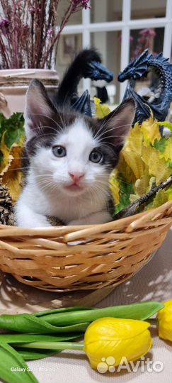 Отдам котят в добрые руки