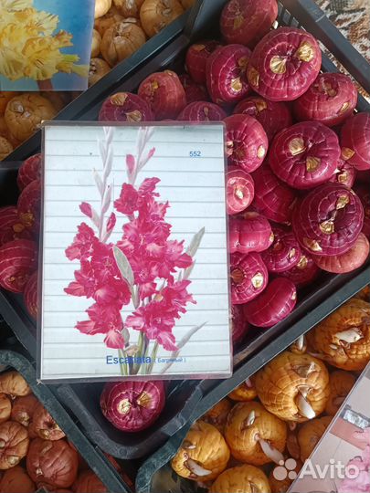 Гладиолусы луковицы