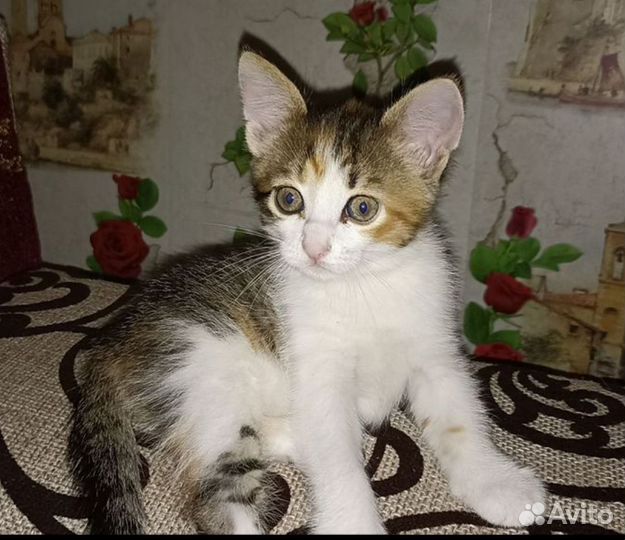 Ласковые кошечки ищут дом)
