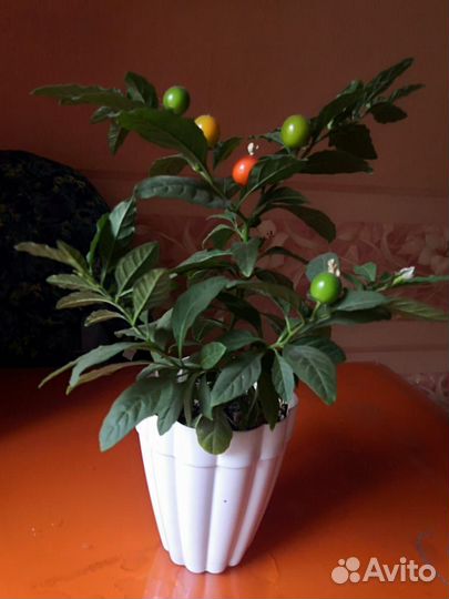 Солянум (паслен комнатный)