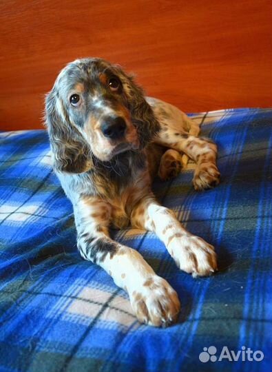 Английский сеттер