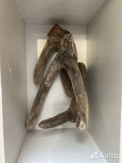Рога консервированные, свежемороженые оптом