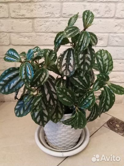 Пилея кадье (2 шт.)