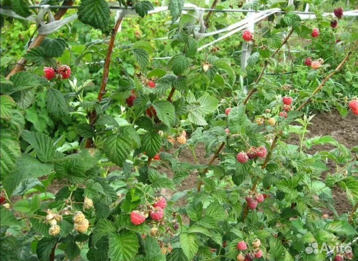 Малина саженцы зимостойкая