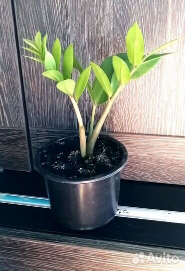 Замиокулькас