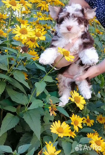 Биро-девочка