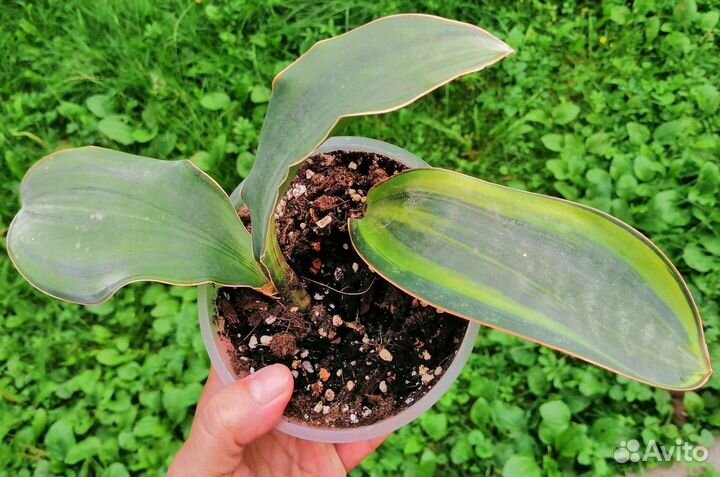 Сансевиерии сортовые