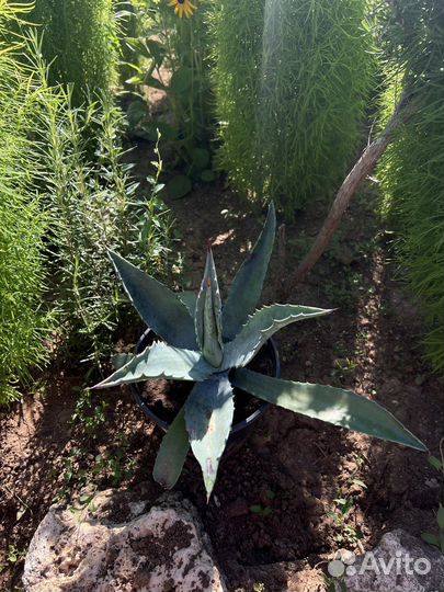 Голубая Агава
