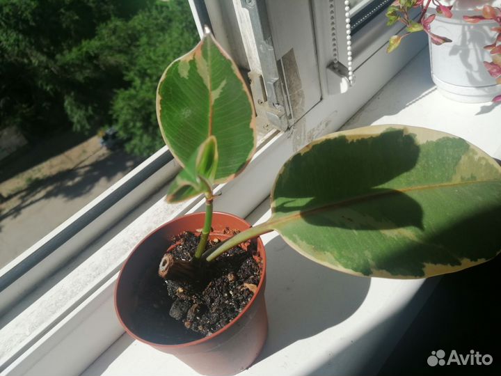 Фикус бенджамина, бейлиз, кротон