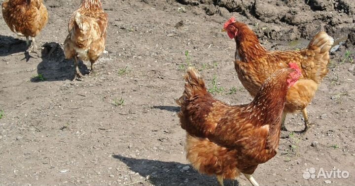 Куры несушки
