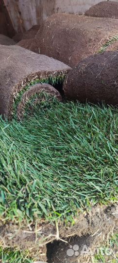 Рулонный газон под ключ/Полив