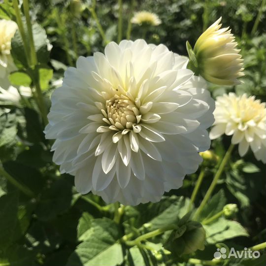 Цветы букеты с доставкой