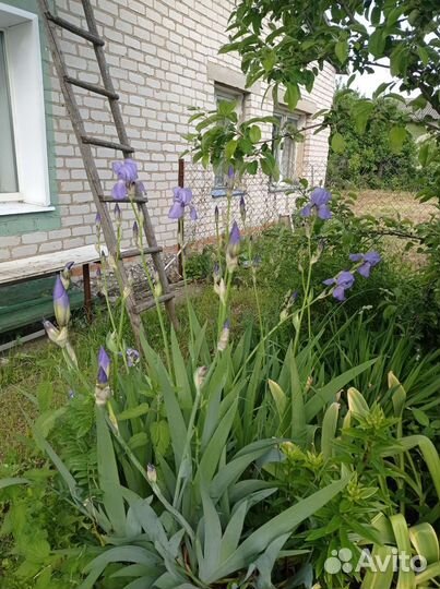 Ирисы и лилейники