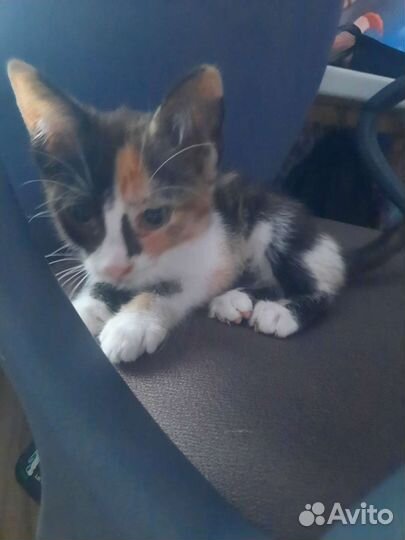 Кошки в добрые руки бесплатно