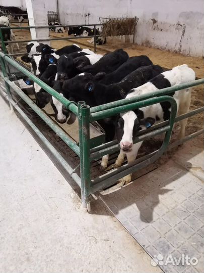 Телята бычки