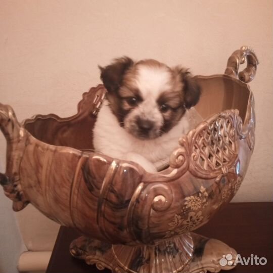 Щенки папийона