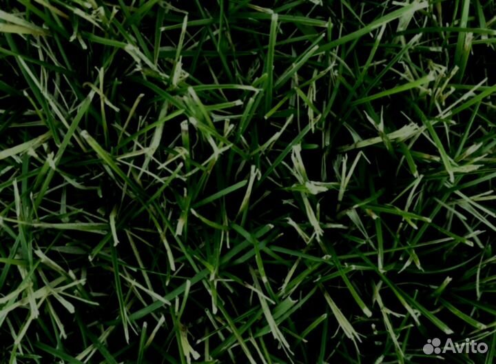 Рулонный газон