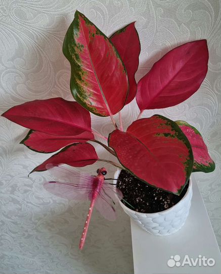 Аглаонема, Сингониум, Кротон (Кодиеум)