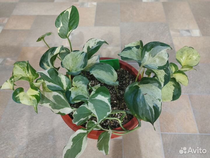 Продам оставшиеся растишки сцинов, эпипремнумов +