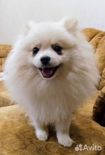 Померанский шпиц медвежьего типа белый