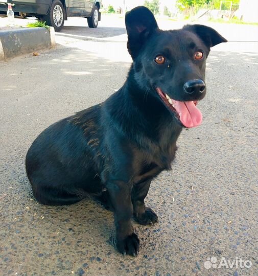Собака в добрые руки маленькая порода