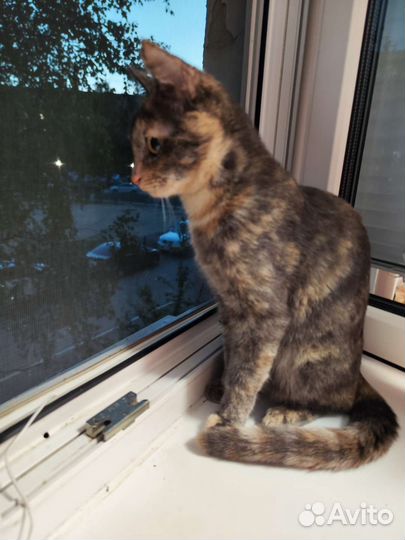 Котенок 5 месяцев