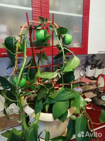 Цветок с подставкой длиною - 3 метра +